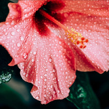 Load image into Gallery viewer, Rainforest Hibiscus- Available in Body Butter or Body Oil
